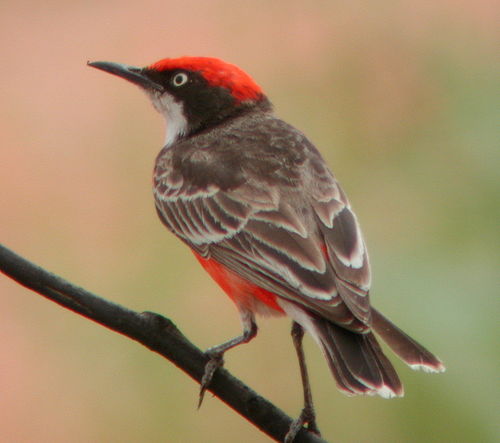 Crimson chat